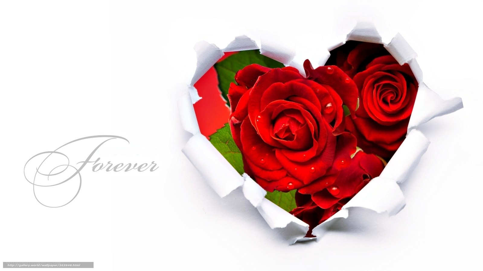 red roses through heart-shaped hole