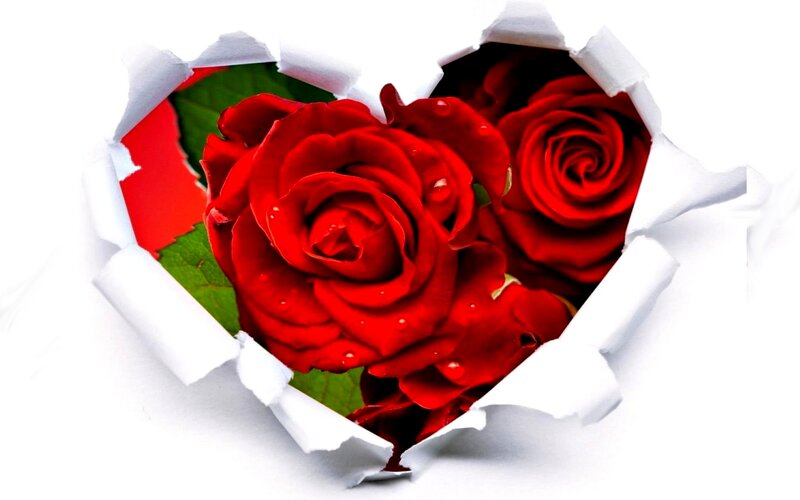 Red Roses Through Paper