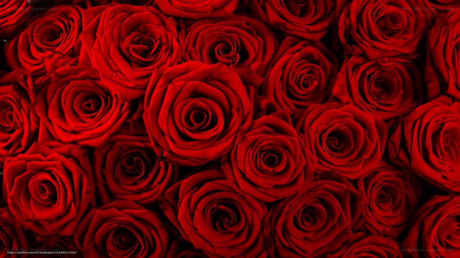 red roses wallpaper