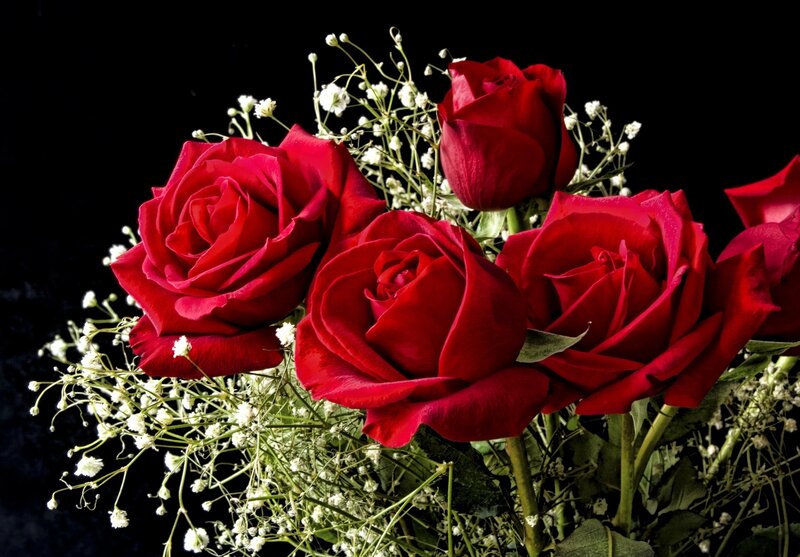Red roses with baby's breath