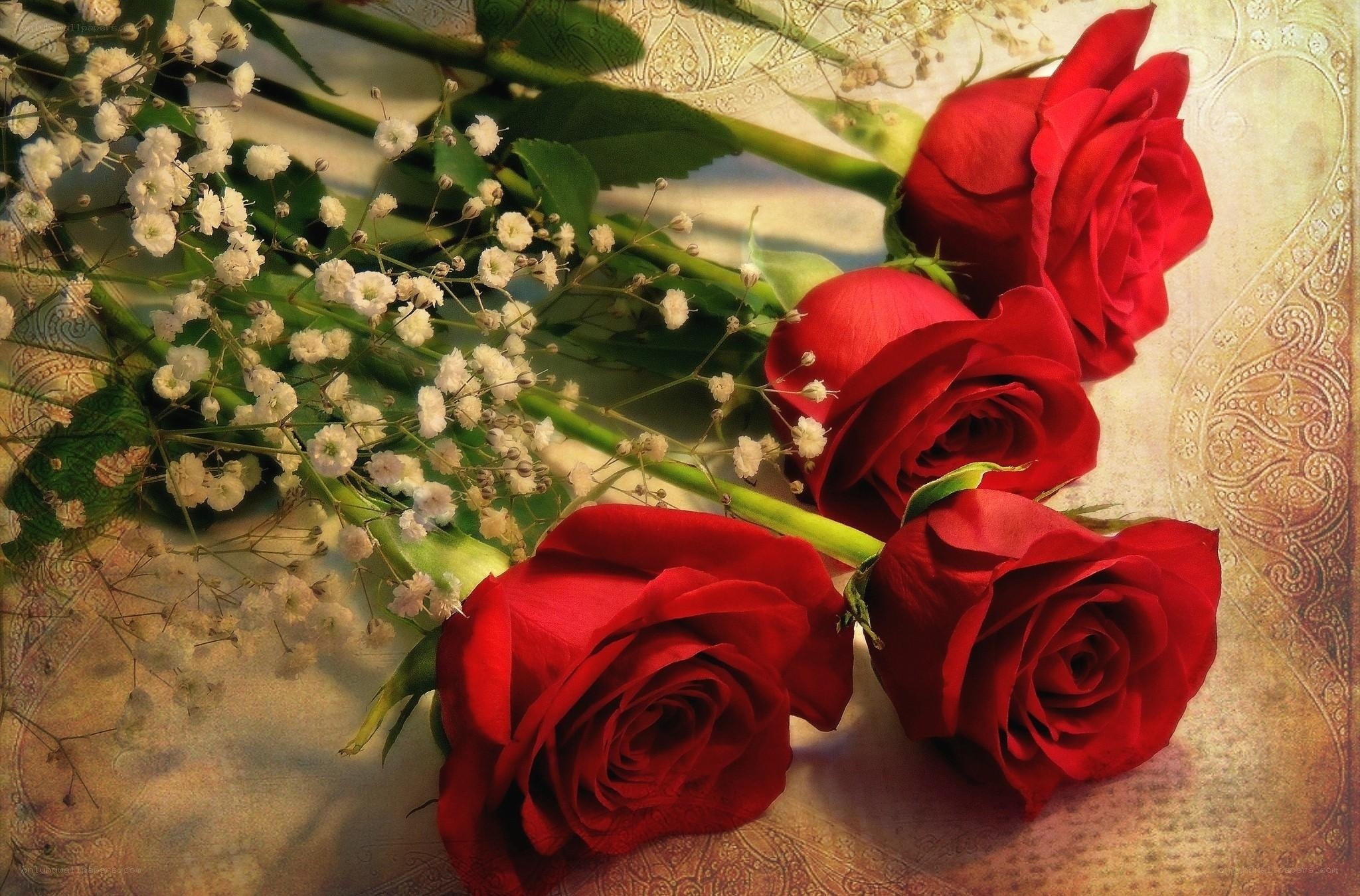 Red roses with baby's breath