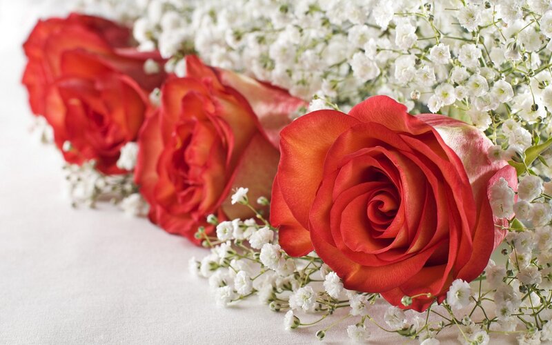 red roses with baby's breath