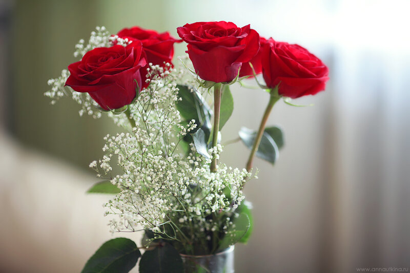 Red Roses with Baby's Breath — Calm, Photograph, Flowers
