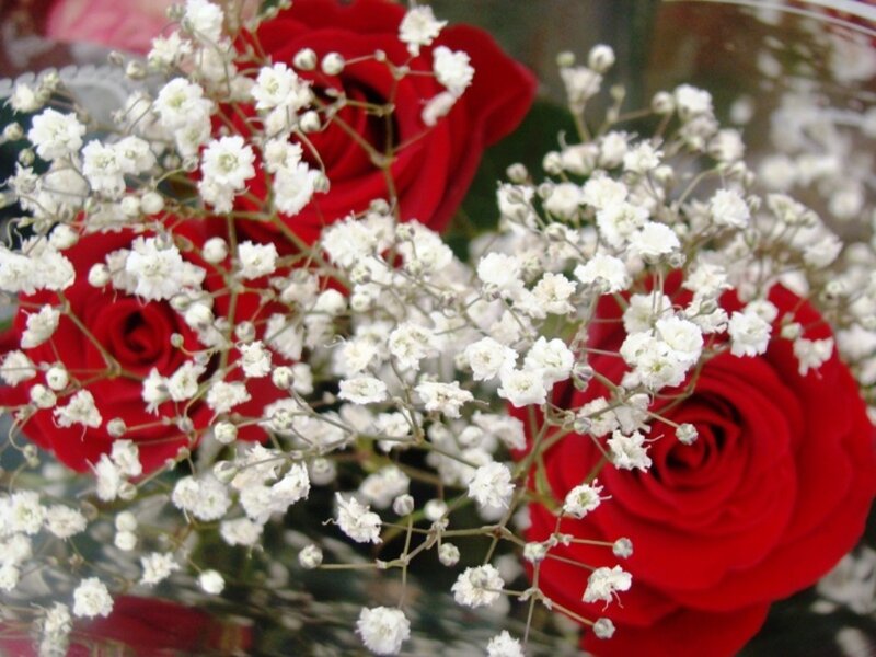 Red Roses with Baby's Breath — Calm, Photograph
