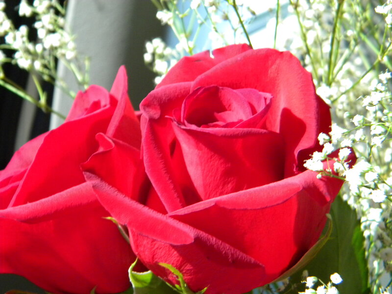 Red Roses with Baby's Breath — Calm