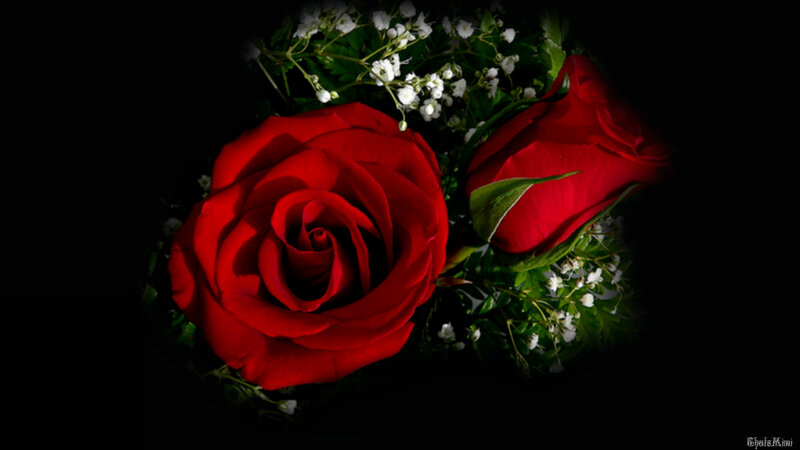 Red Roses with Baby's Breath — Dramatic, Photograph, Baby's Breath, Green Leaves