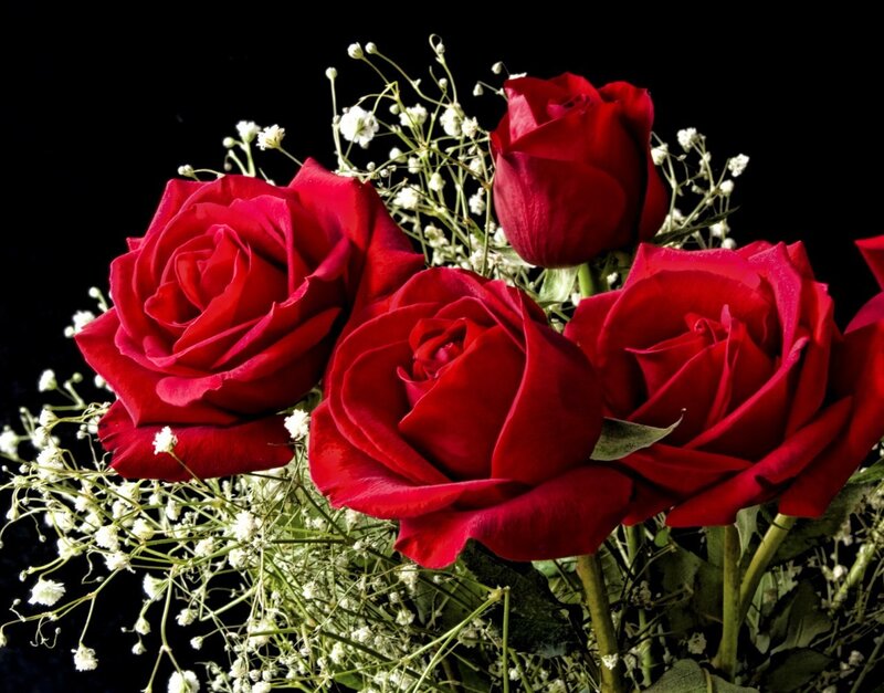 Red Roses with Baby's Breath — Dramatic, Photograph