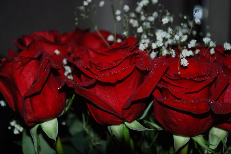 Red Roses with Baby's Breath — Dramatic
