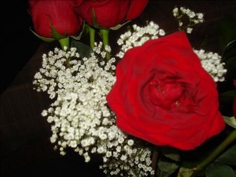 Red Roses with Baby's Breath — Romantic