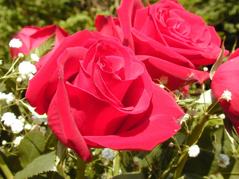Red Roses with Baby's Breath — Serene