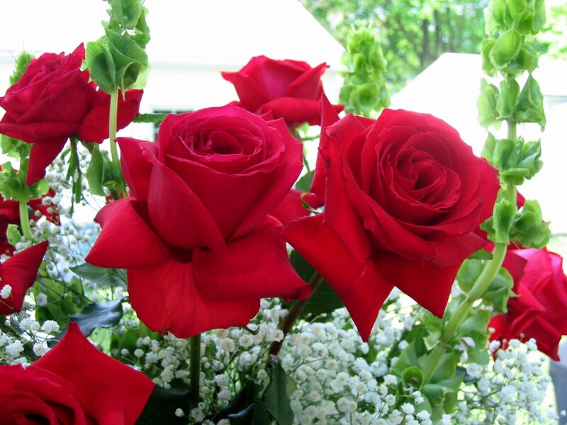 Red roses with baby's breath