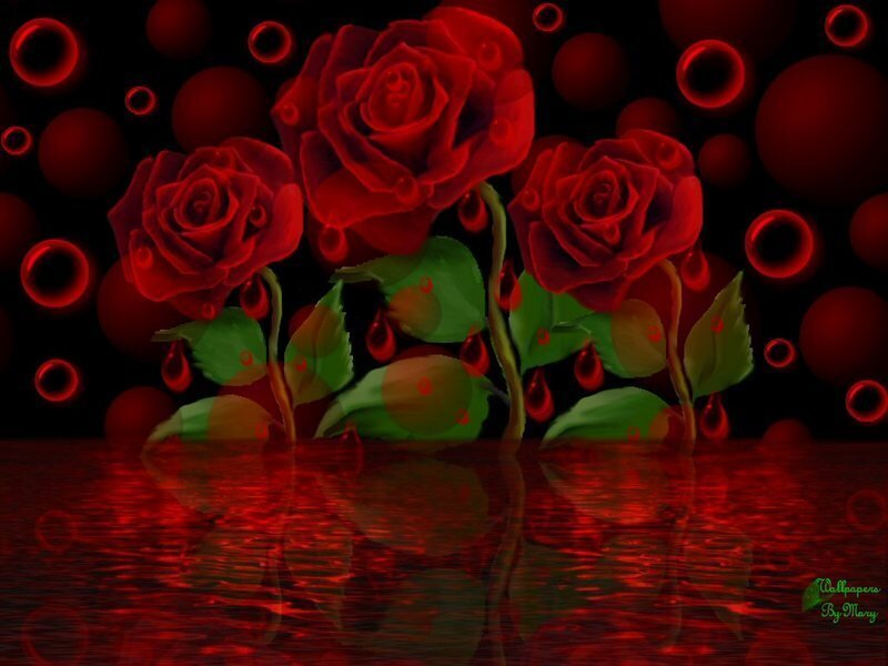 Red roses with blood drops