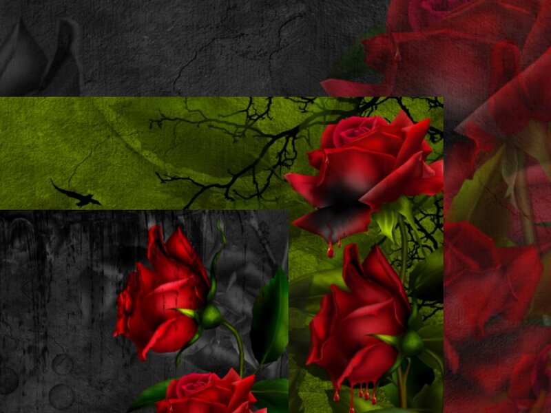 Red Roses with Blood