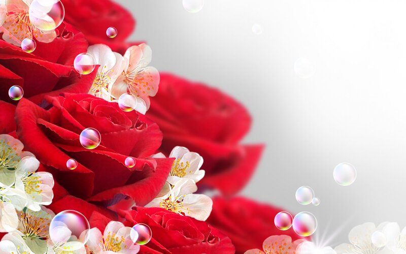 Red Roses with Bubbles — Serene
