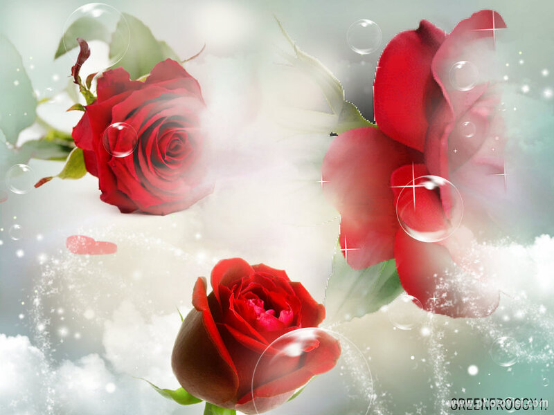 Red Roses with Bubbles