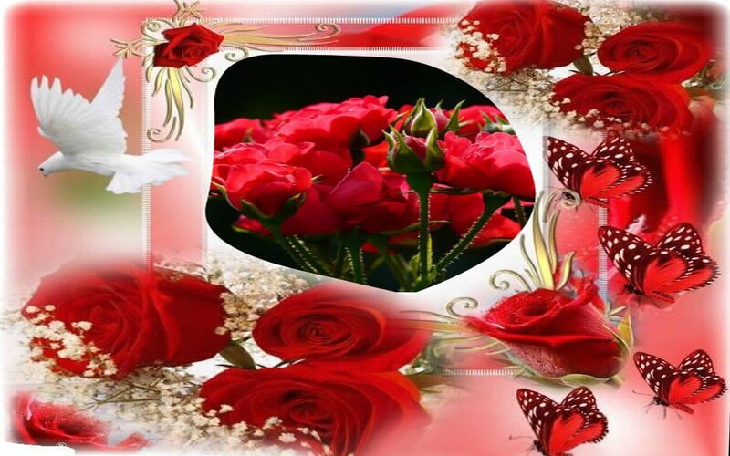 Red Roses with Butterflies — Romantic
