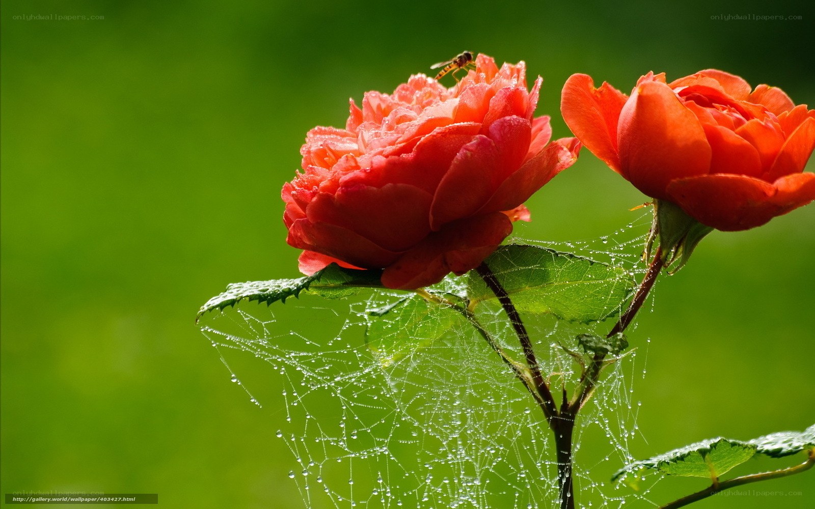 Red roses with dew and spiderweb