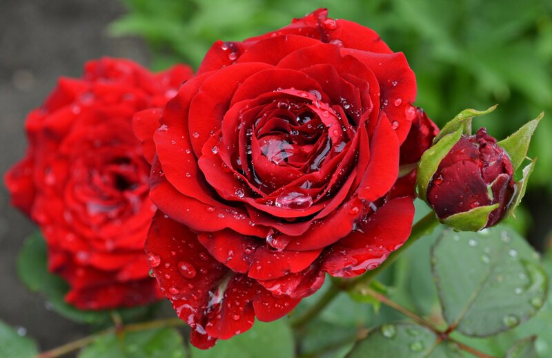 Red Roses with Dew — Calm, Morning, Photograph, Buds, Leaves
