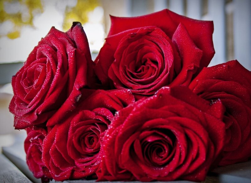 Red Roses with Dew — Calm, Morning, Photograph, Dew Drops, Wooden Surface