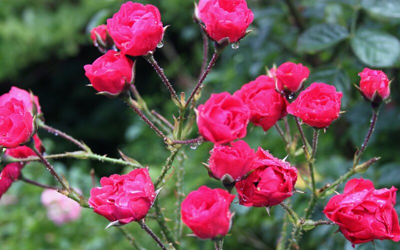 Red Roses with Dew — Calm, Morning, Photograph, Dewdrops