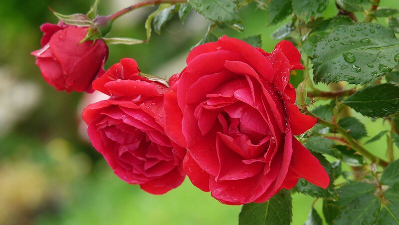 Red Roses with Dew — Calm, Morning, Photograph, Leaves, Buds