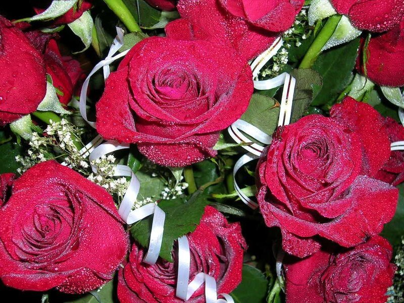 Red Roses with Dew — Calm, Morning, Photograph
