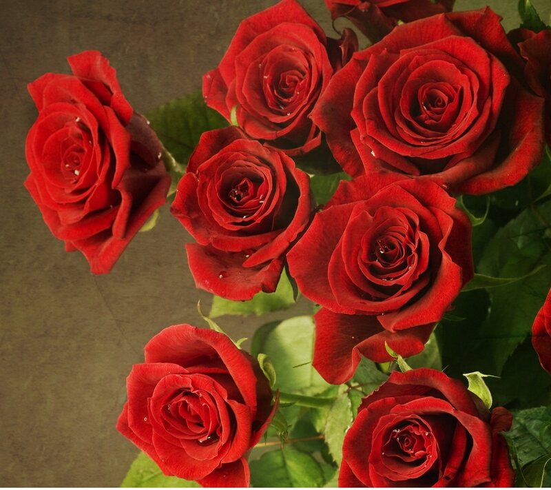 Red Roses with Dew — Calm, Photograph, Dew Drops