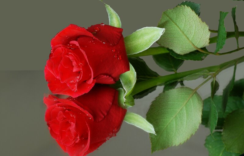 Red Roses with Dew — Calm, Photograph, Leaves, Stem