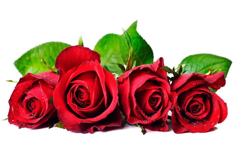 Red Roses with Dew — Calm, Photograph, Leaves