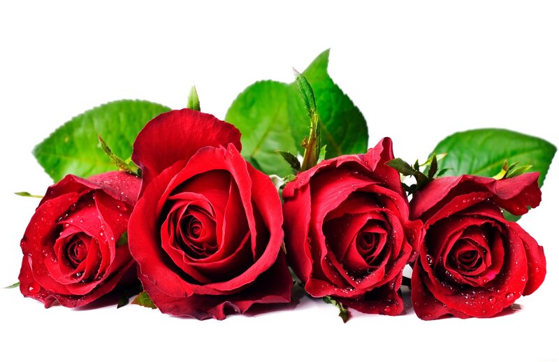 Red Roses with Dew — Calm, Photograph, Leaves, Water Droplets
