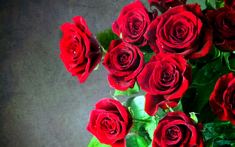 Red Roses with Dew — Calm, Photograph