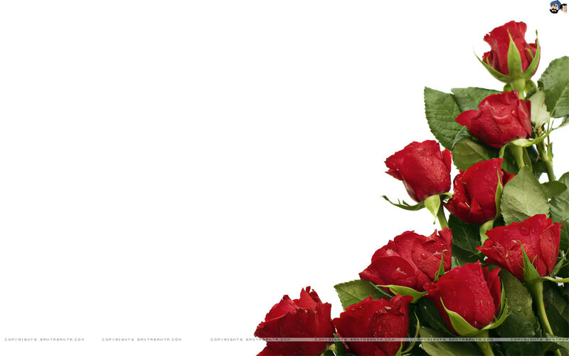 Red Roses with Dew — Calm