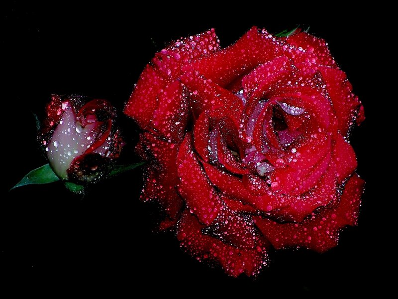 Red Roses with Dew — Dramatic, Night