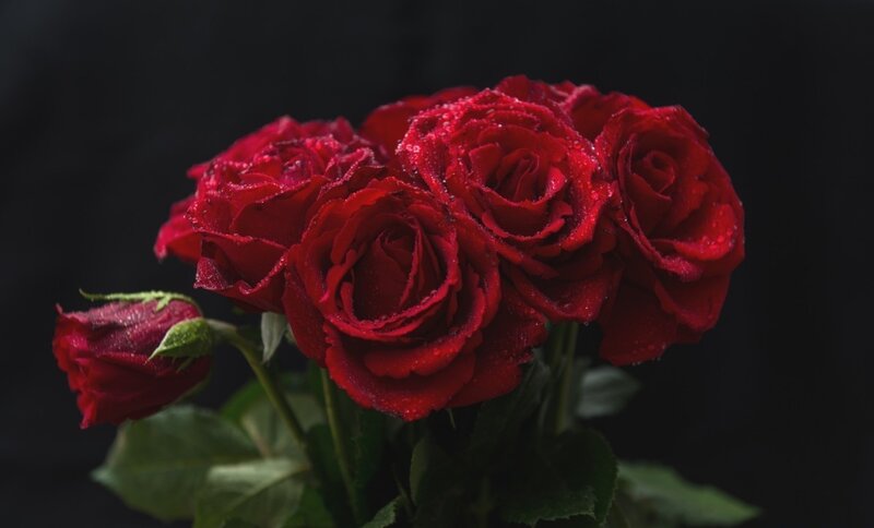Red Roses with Dew — Dramatic