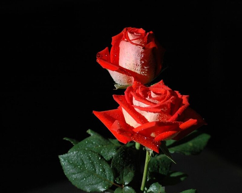 Red roses with dew drops