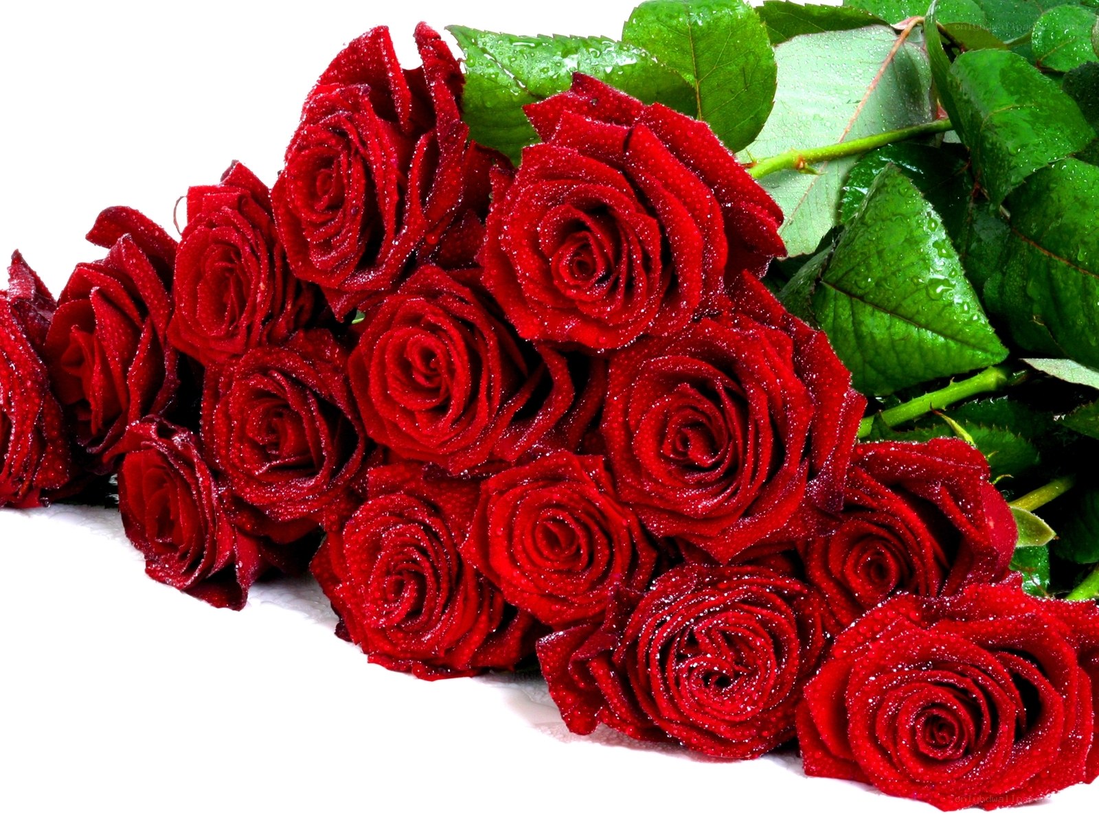 Red roses with dew drops