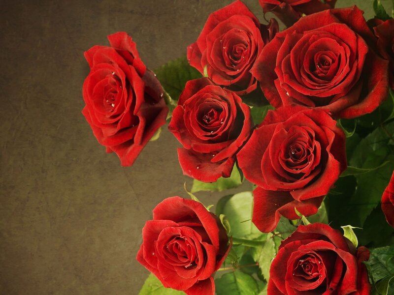 Red roses with dew drops