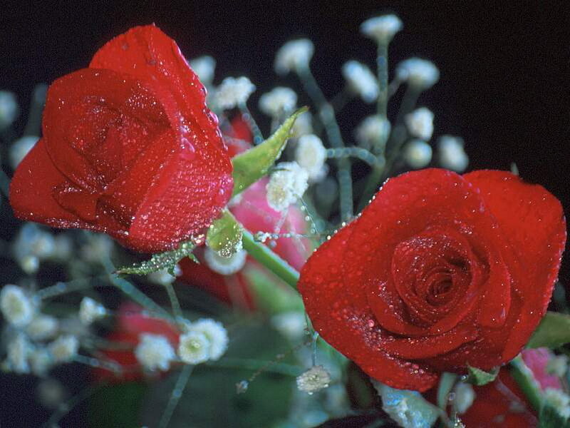 Red roses with dew drops