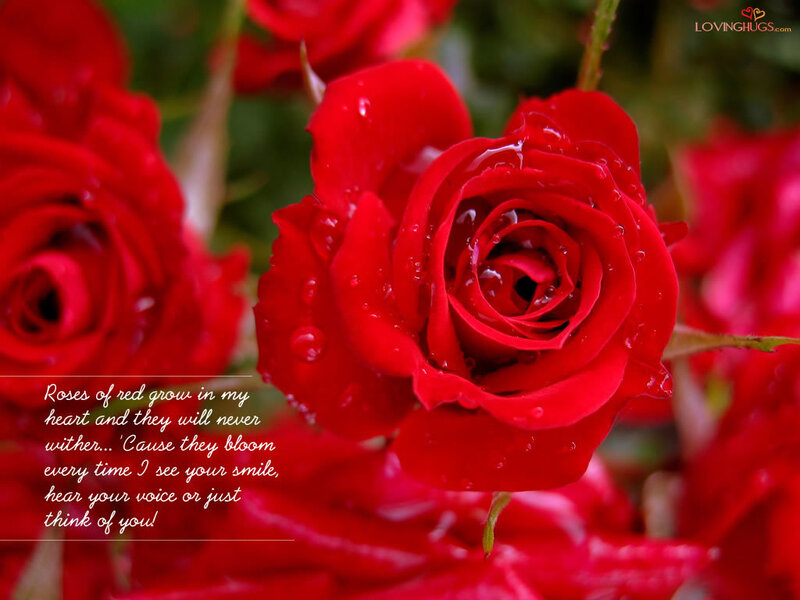 Red roses with dew drops