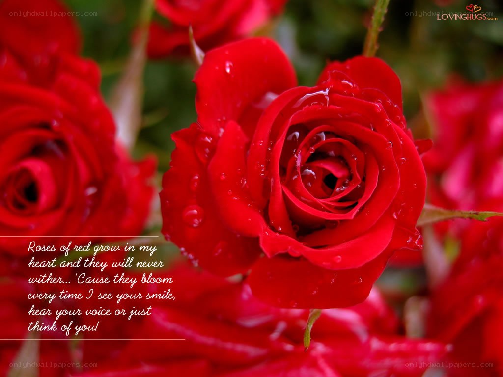 Red roses with dew drops