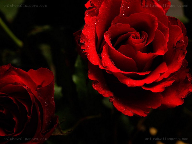 Red roses with dew drops