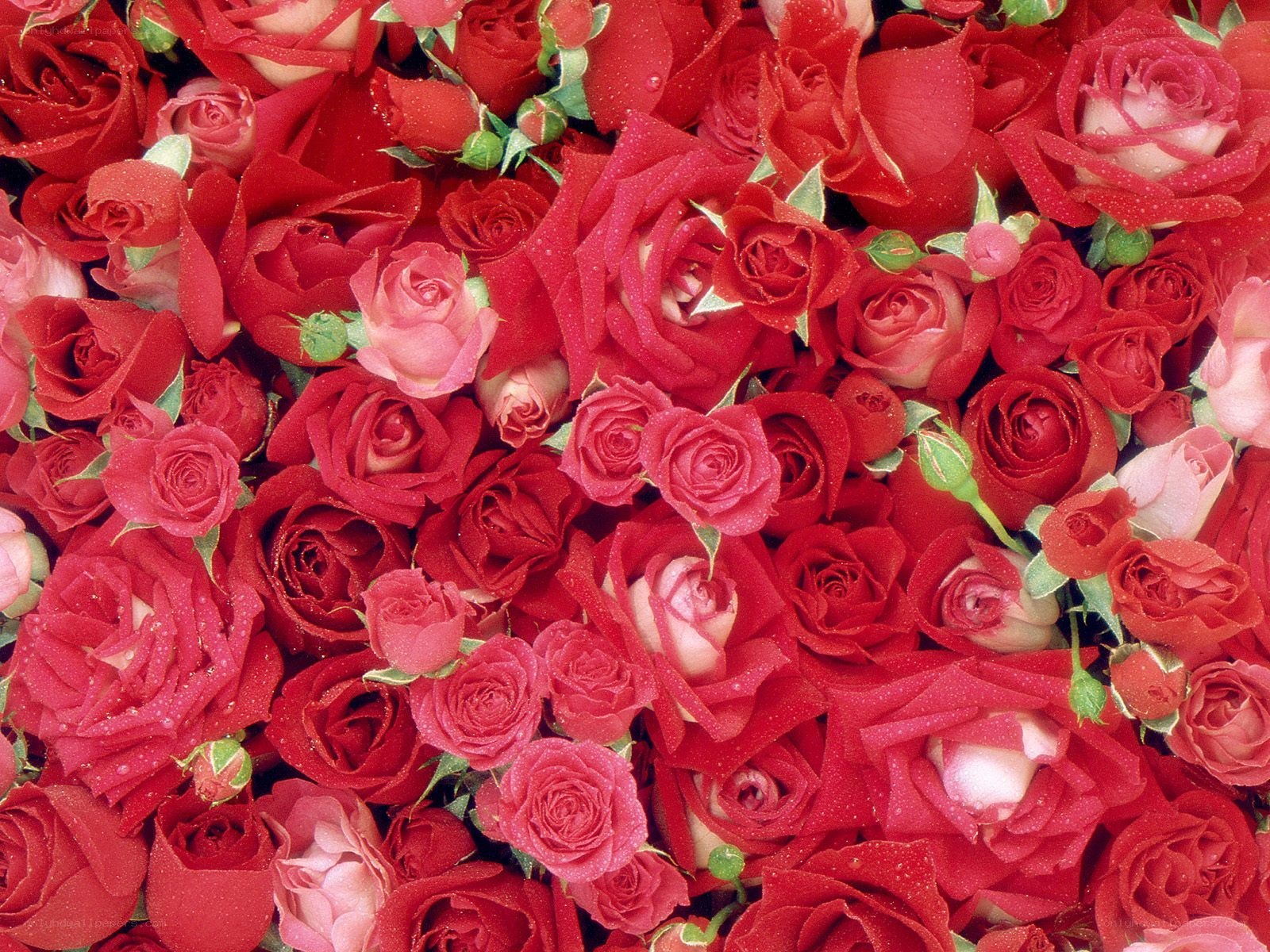 Red roses with dew drops