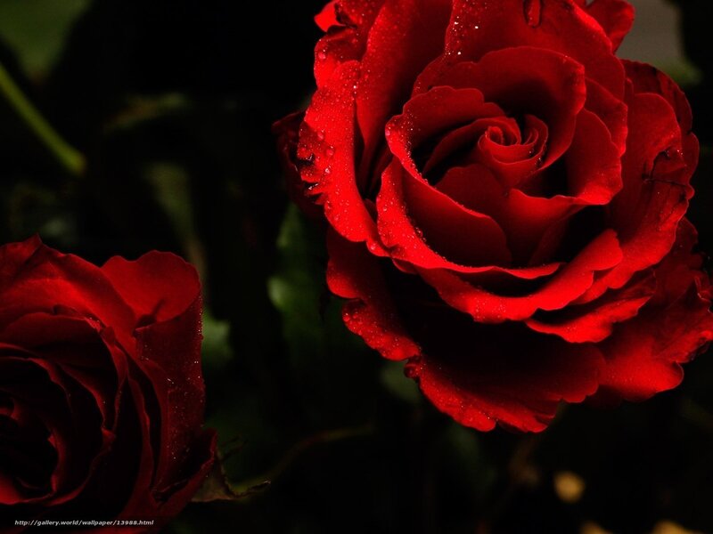 Red roses with dew drops