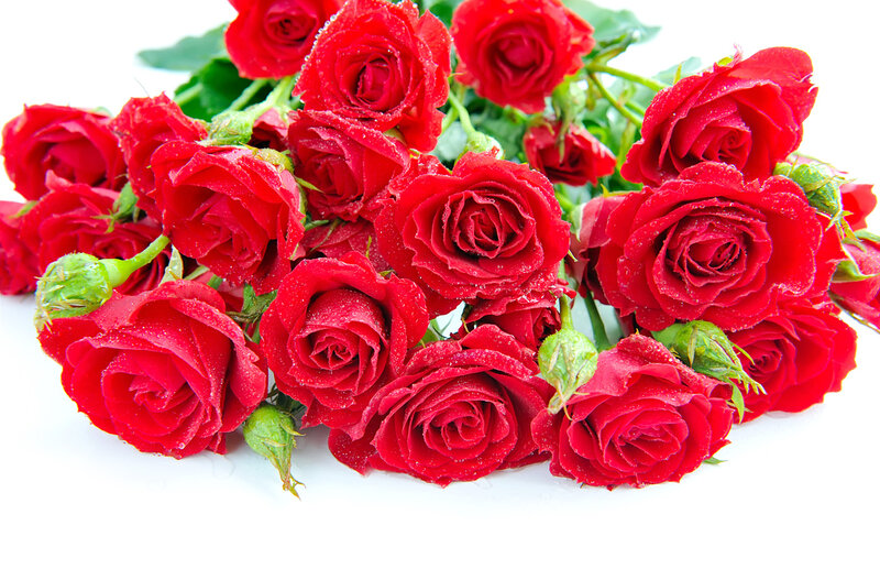 Red Roses with Dew — Fresh, Morning