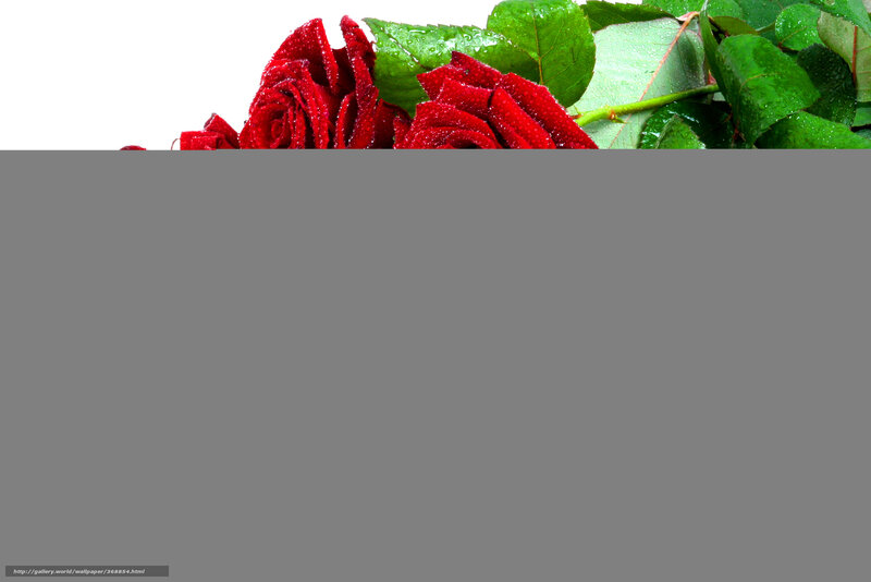 Red Roses with Dew — Fresh, Photograph, Leaves