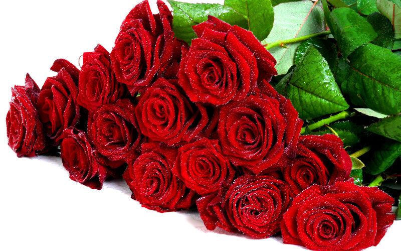 Red Roses with Dew — Fresh, Photograph