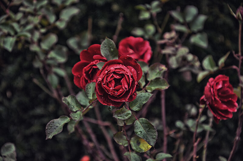 Red Roses with Dew — Moody