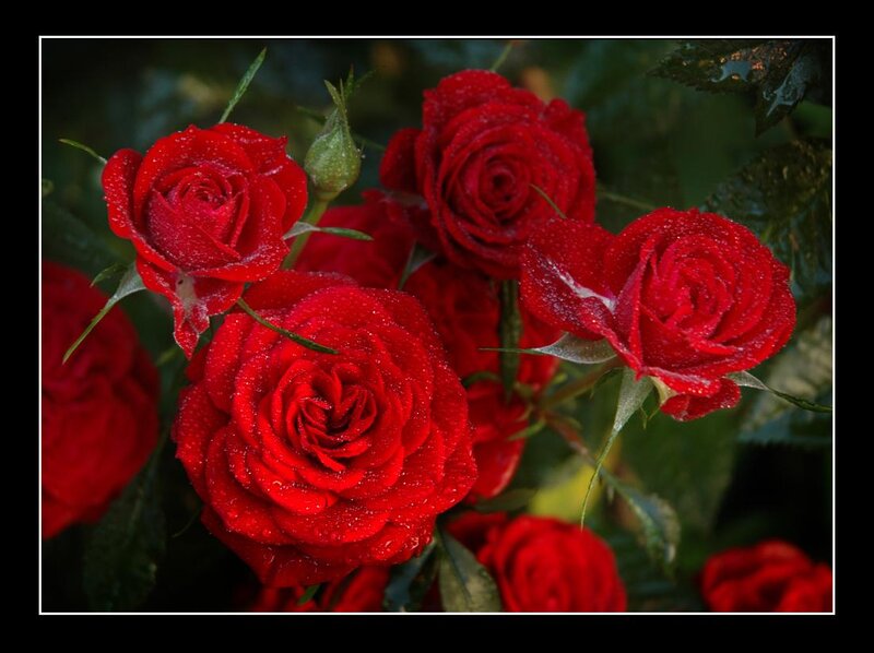 Red Roses with Dew — Natural