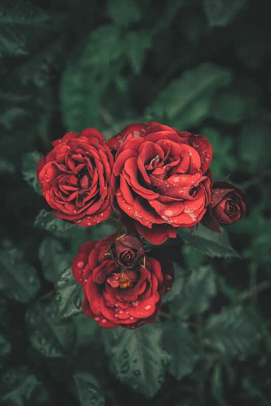 Red Roses with Dew — Serene, Morning, Photograph, Flowers