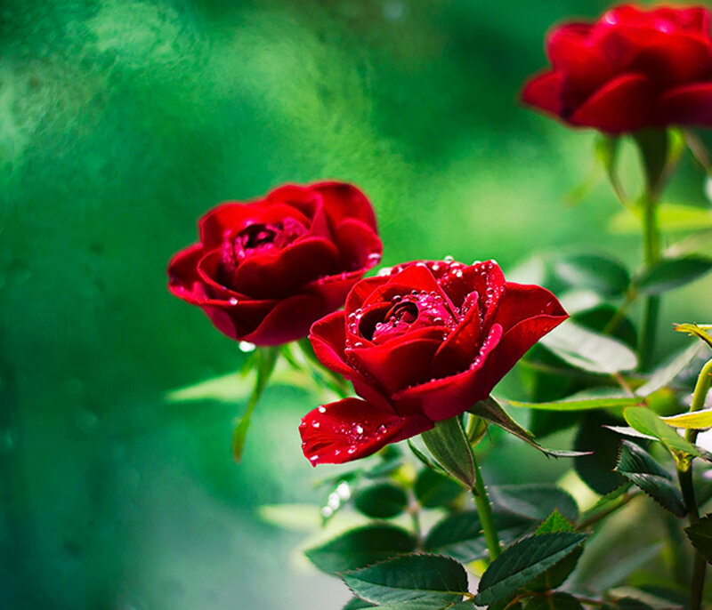 Red Roses with Dew — Serene, Morning, Photograph